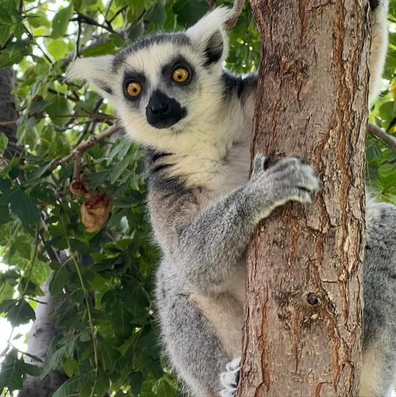 🐒 XL Black Crewneck Lemur Sweatshirt🧥 - Picture 9 of 16